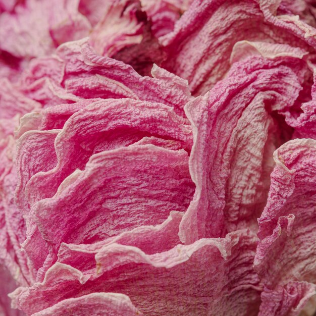 Macro de flor de peônia rosa seca