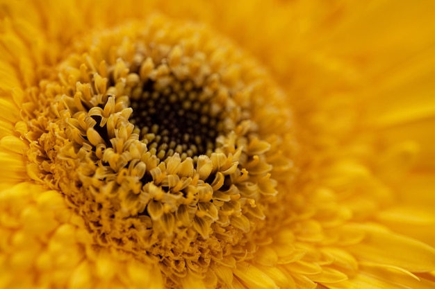 Macro de flor gérbera amarela