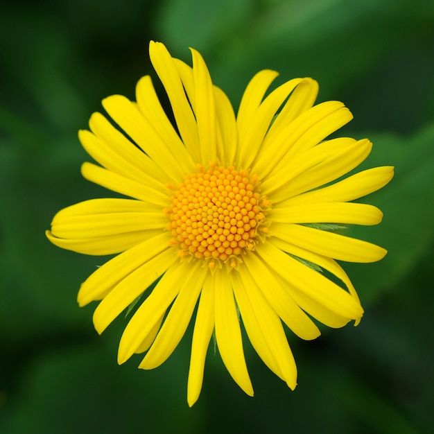 Macro de flor margarida