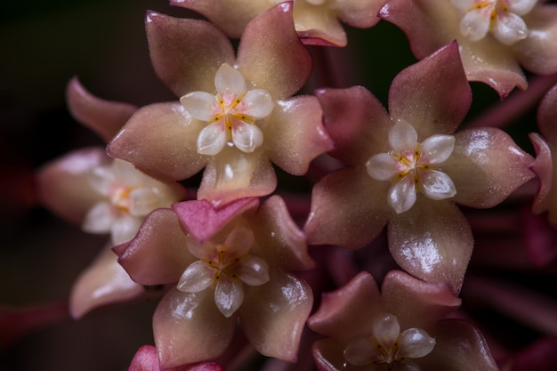 Macro de flor rosa hoya