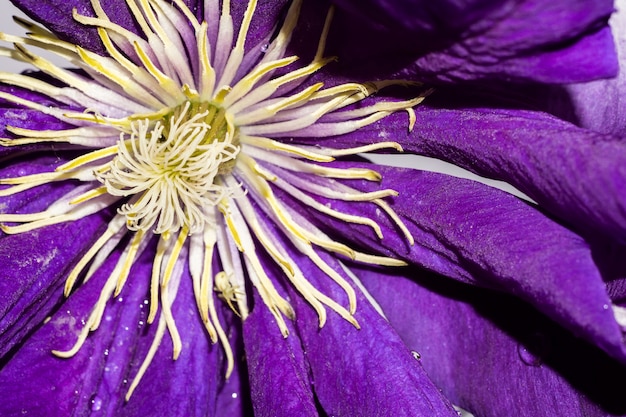 Macro de flor violeta