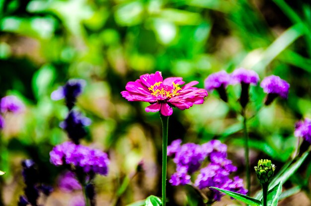 Macro de flores, destacando sua cor e textura.