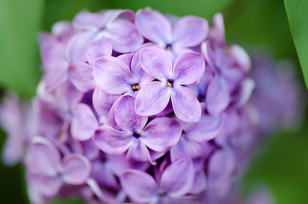 macro de flores lilás