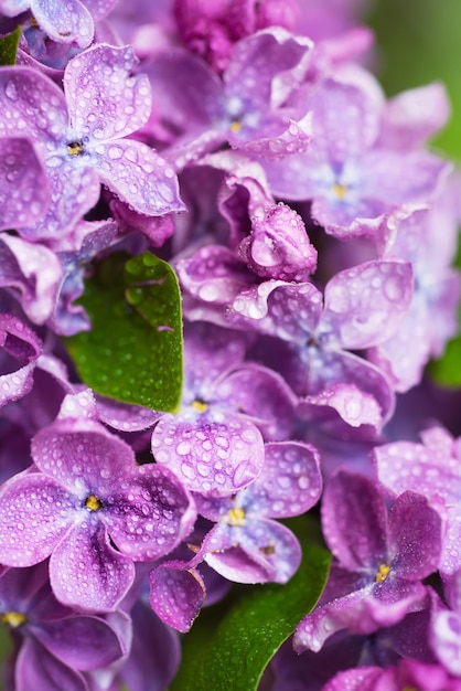 macro de flores lilás