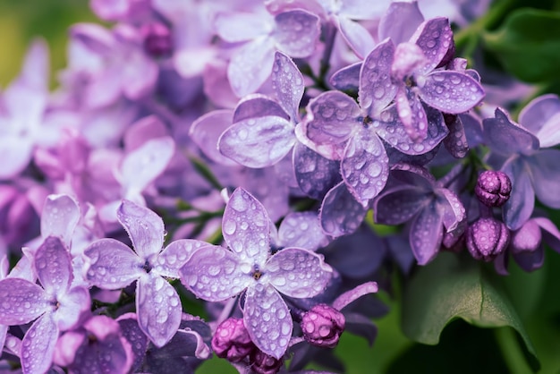 macro de flores lilás