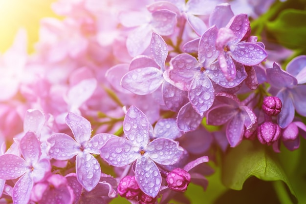 Macro de flores lilás