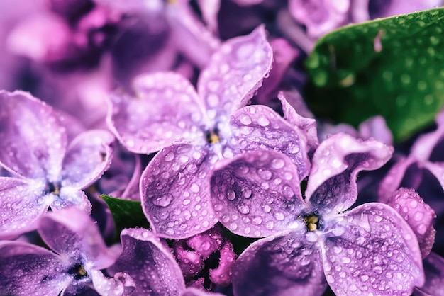 macro de flores lilás