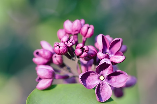 macro de flores lilás