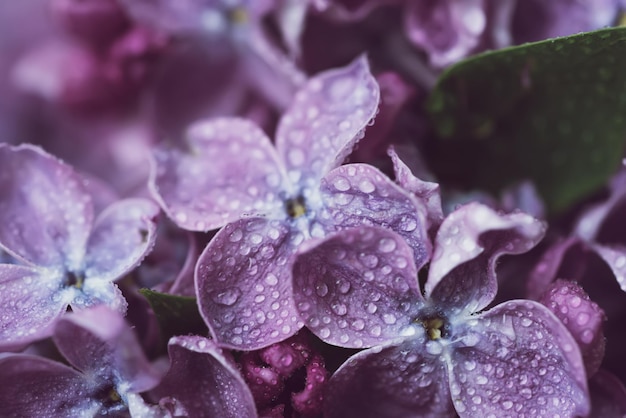 macro de flores lilás