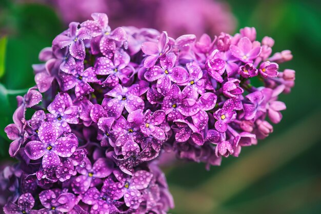 macro de flores lilás