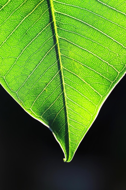 macro de folha verde