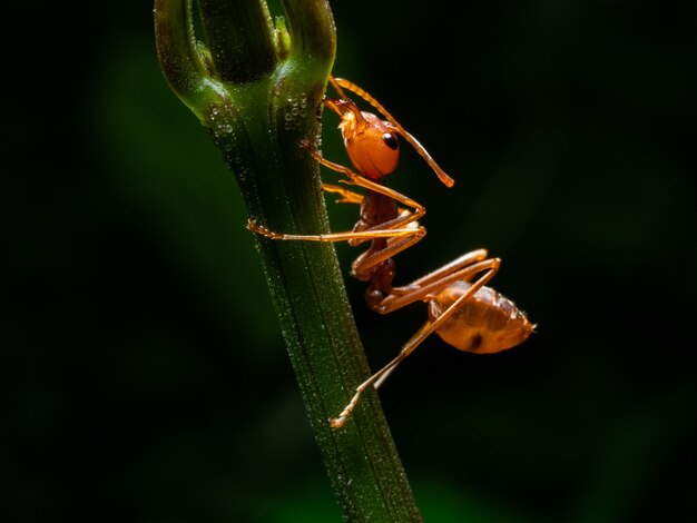 Macro de formiga vermelha