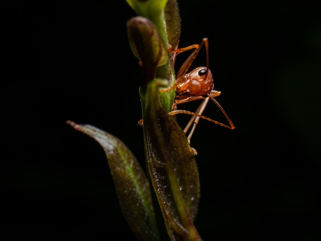 Macro de formiga vermelha