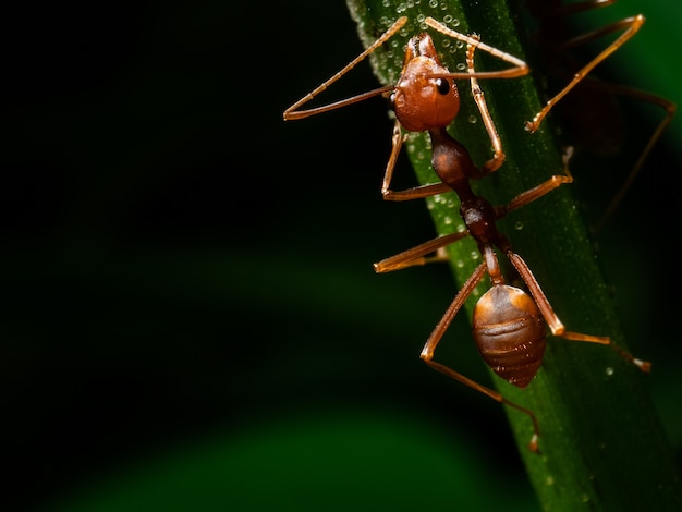 Macro de formiga vermelha