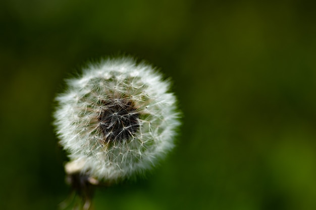 Macro de foto de um dente de leão