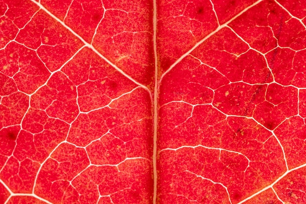 Macro de fundo de folha de uva de outono