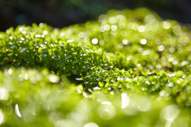 Macro de fundo de verão de grama verde borrada