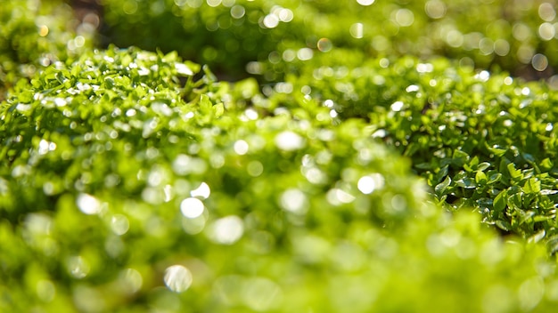 Macro de fundo de verão de grama verde borrada