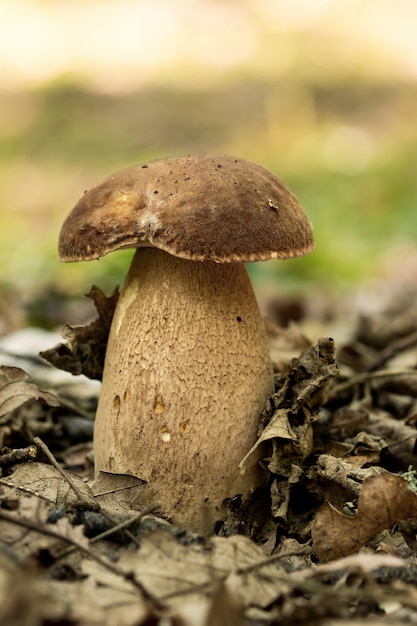 Macro de fungos Porcini