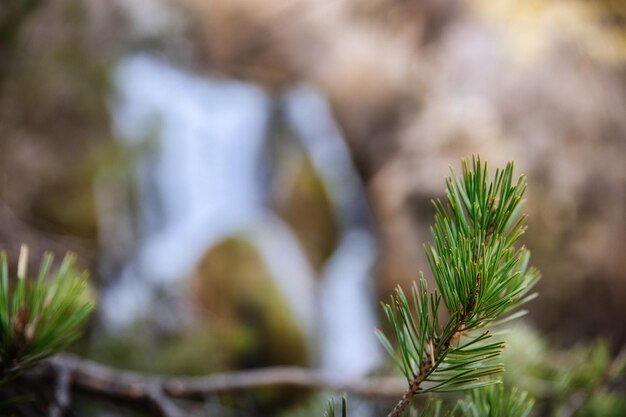 Macro de galho de pinheiro com uma cachoeira ao fundo