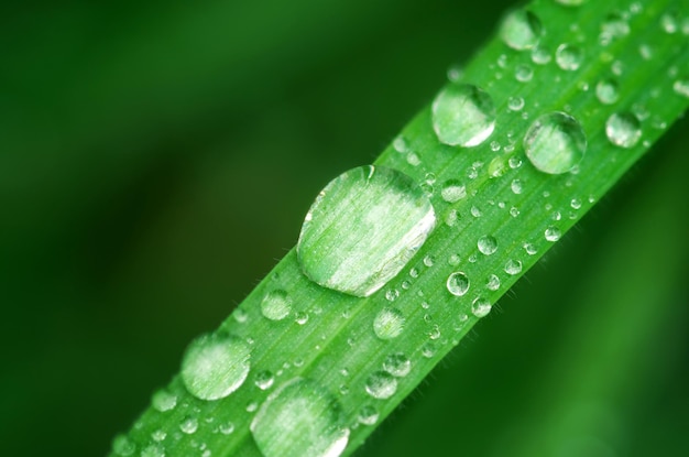 Macro de gota de chuva. Composição da natureza.