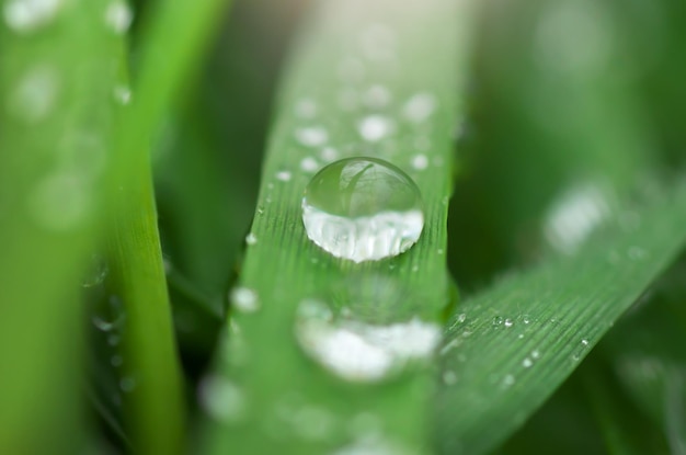 Macro de gota de chuva