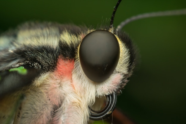 Macro de inseto de borboleta close-up no pólen de flor na natureza