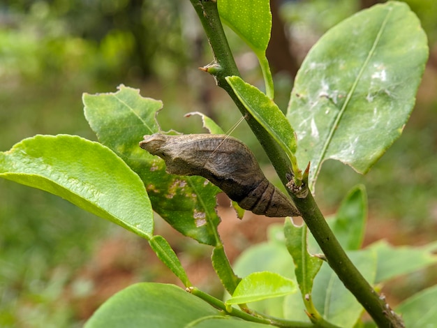 Foto macro de inseto larva bebê