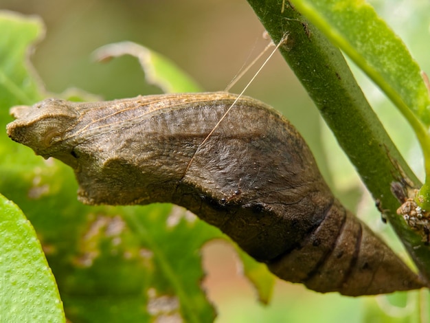 Macro de inseto larva bebê