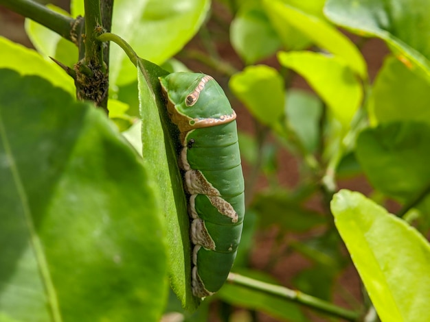 Macro de inseto larva mórmon comum em folhas verdes