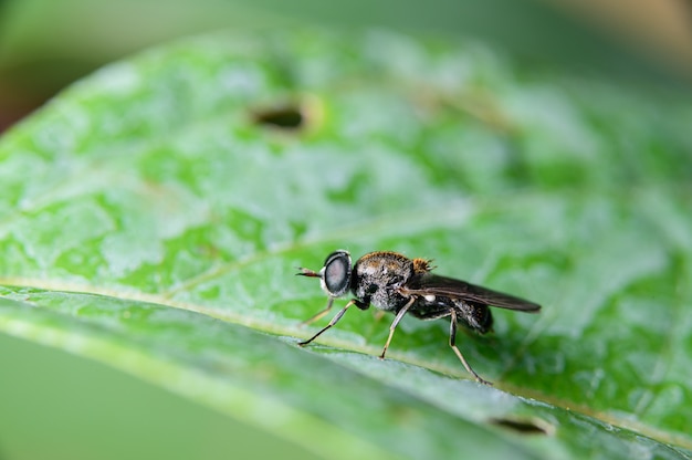 Macro de insetos nas folhas na natureza