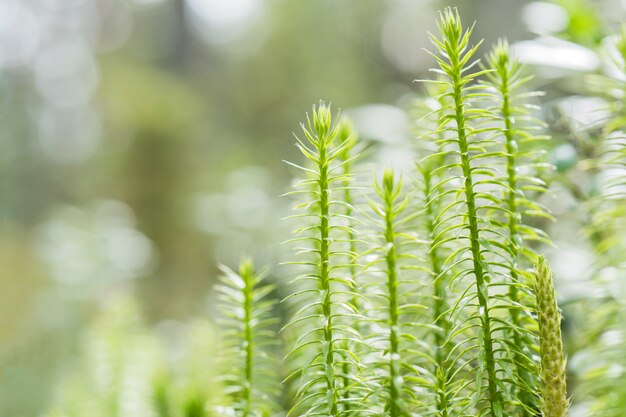 Macro de jovens brotos na floresta