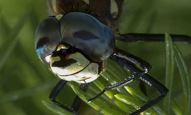 Macro de libélula 1