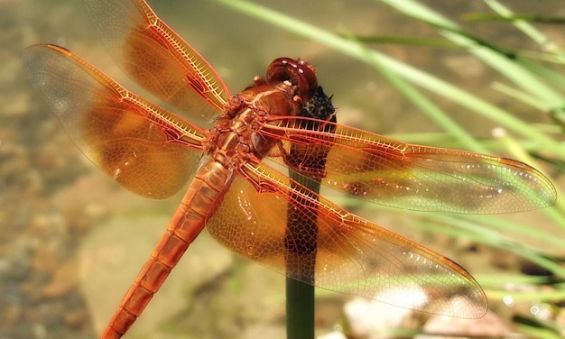 Foto macro de libélula 1