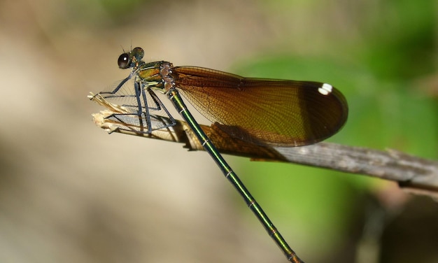 Macro de libélula 1