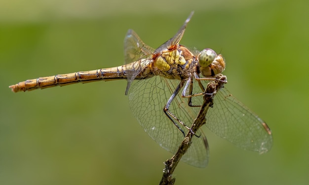 Macro de libélula 1