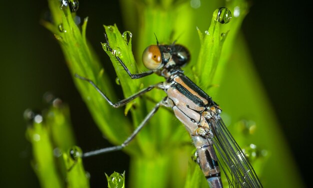 Macro de libélula 1