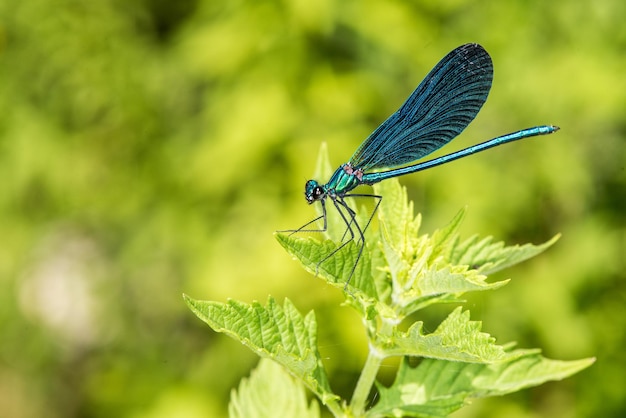 Macro de libélula azul de asas abertas