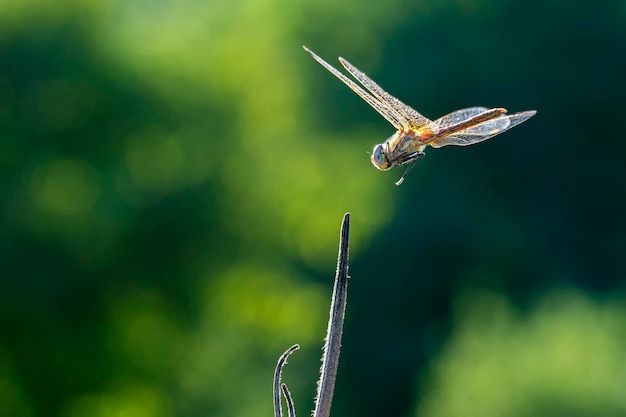 Macro de libélula de perto