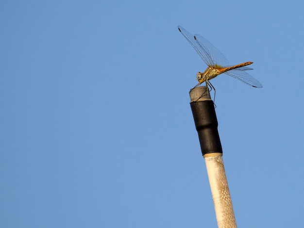 Foto macro de libélula em close