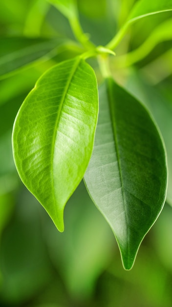 Macro de lindas folhas verdes frescas nas luzes da manhã em fundo desfocado, foco seletivo