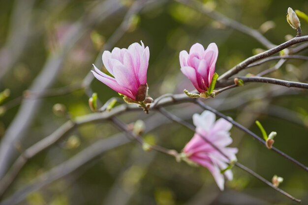 Macro de magnólia roxa