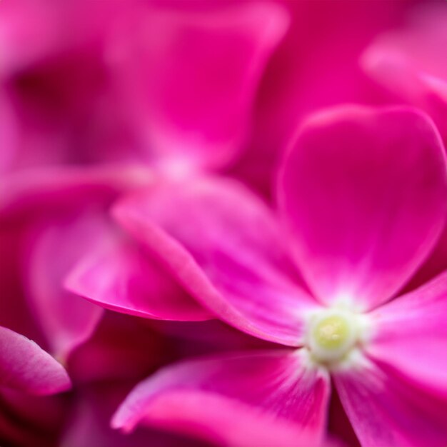 Macro de maravilhosa flor de peônia rosa claro Pétalas de peônia isoladas em close-up autônomo