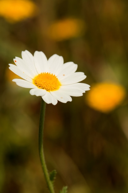 Macro de margaridas selvagens no campo