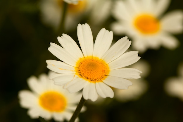 Macro de margaridas selvagens no campo