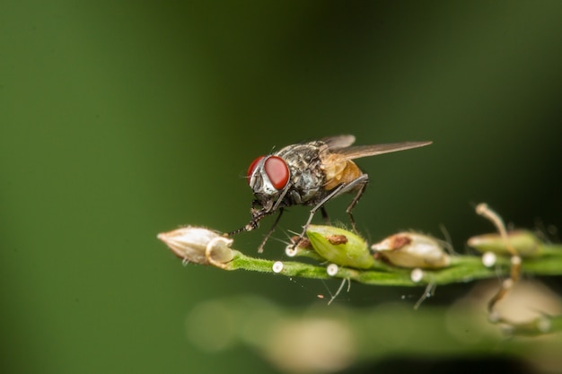 Foto macro de mosca grande em galhos verdes