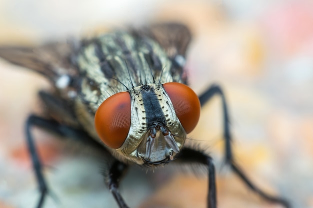 Macro de moscas ou voar inseto close-up na licença na natureza