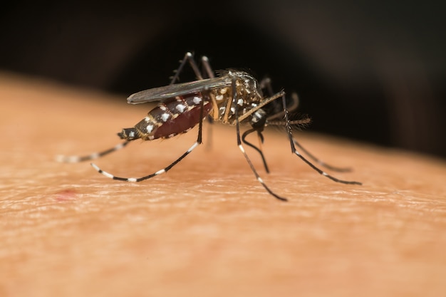 Foto macro de mosquito (aedes aegypti) sugando o sangue close-up na pele humana