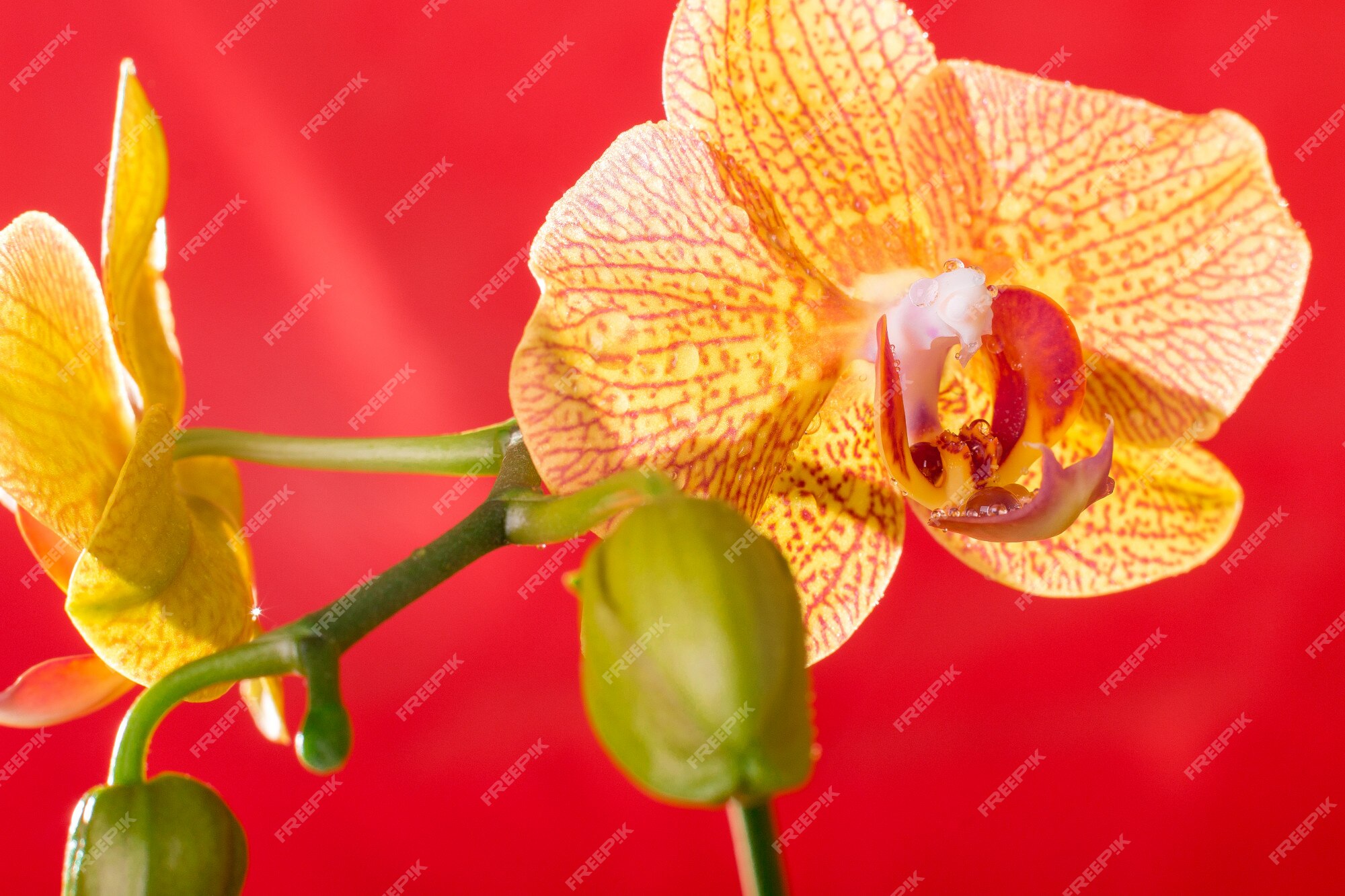 Macro de orquídea amarela e vermelha com gotas de água. ramo de  phalaenopsis em vermelho. fechar-se. primavera. | Foto Premium