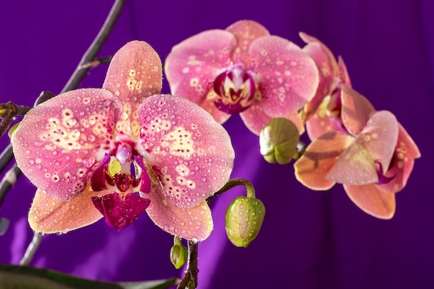 Macro de orquídea rosa com gotas de água. Ramo de Phalaenopsis em roxo. Fechar-se. Primavera.